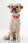 MC-Miska dla psa, 20 cm, biała PetWare - 3