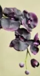 CM-Świeca 3XL 7kg. Black Orchid and Lilly - 7