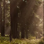 CM-Olejek eteryczny 30ml. Amber and Sandalwood - 7