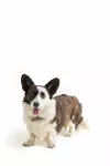 MC-Miska na karme dla zwierzaka 12,5cm Heart Paw - 10
