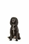 MC-Miska na karme dla zwierzaka 12,5cm Heart Paw - 12