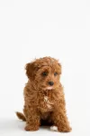 MC-Miska na karme dla zwierzaka 12,5cm Heart Paw - 13