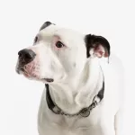 MC-Miska na karme dla zwierzaka 12,5cm Heart Paw - 14