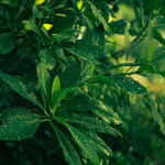 CM-Zapas do dyfuzora 200ml. Tea and Lemongrass - 5