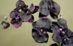 CM-Dyfuzor Premium  Reed 100ml. Black Orchid and - 4