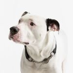 MC-Miska dla zwierzaka 15cm Heatr Paw - 15