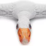 Poduszka przytulanka /40x40/B523/GĘŚ 1 - 2