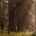 CM-Zapas do dyfuzora 200ml. Amber and Sandalwood - 4