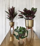 Metalowa Osłonka Antyczne Złoto na Drewnianym Stojaku 38 cm – Nordal | Luksusowa Dekoracja | Kapps Store