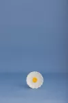 PK-Podkładka ceramiczna Daisy - 4