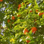 CM-Zestaw 3 małych świec zapachowych Cereria Molla - 10