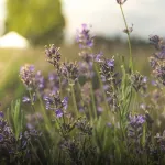 CM-Świeca Premium 230gr. Provence Lavender - 3