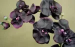 CM-Dyfuzor Premium  Reed 3l. Black Orchid and Lill - 7