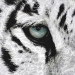 Pościel bawełna 140x200+1p70x90 Animals Tygrys - 3