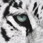 Pościel bawełna 140x200+1p70x90 Animals Tygrys - 3