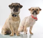 MC-Miska dla psa, 15 cm, biała PetWare - 3