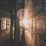 CM-Świeca XL 600gr. Velvet Wood - 12