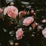 CM-Świeca XXL 3,5kg. Bulgarian Rose and Oud - 6