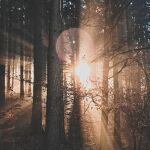 CM-Zapas do dyfuzora 200ml. Velvet Wood - 4